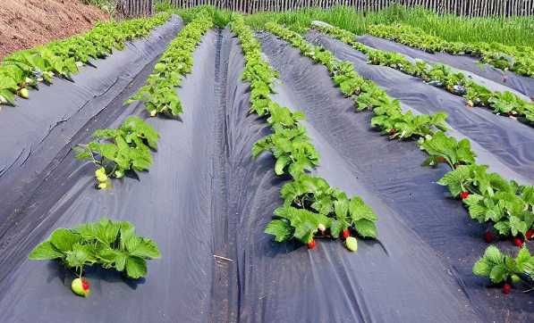 Геотекстиль эконом 100 г/м2