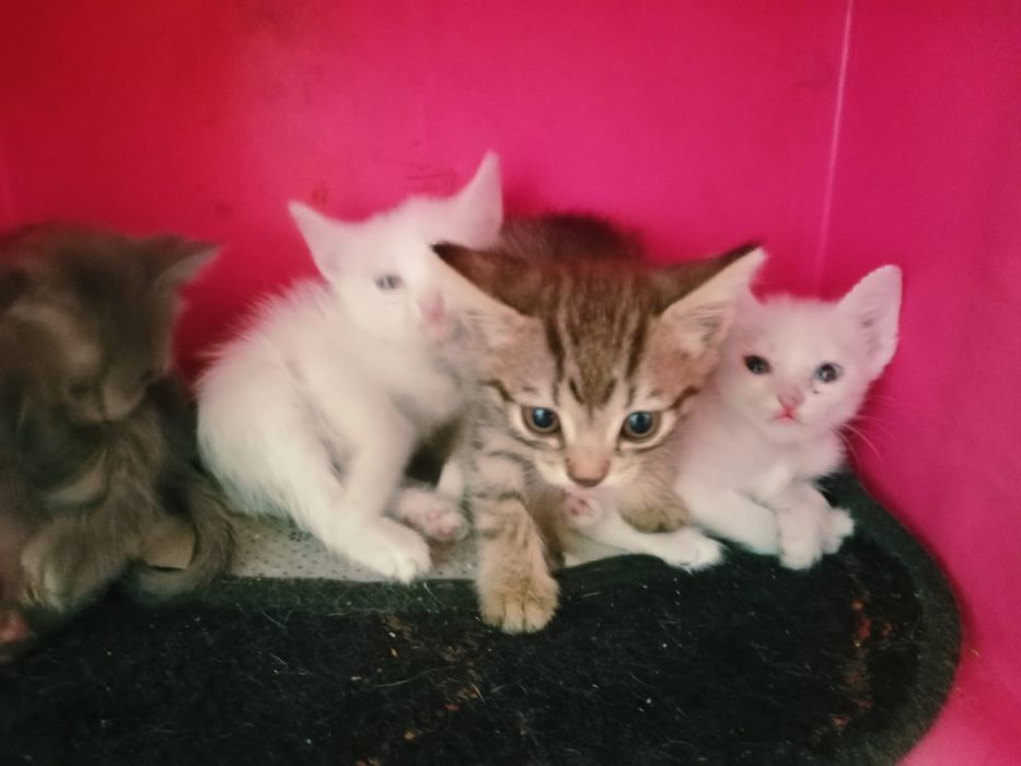 Котята в добрые руки))