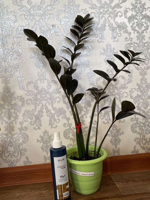 Цветы комнатные