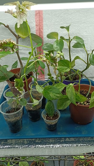 Цветы комнатные разные