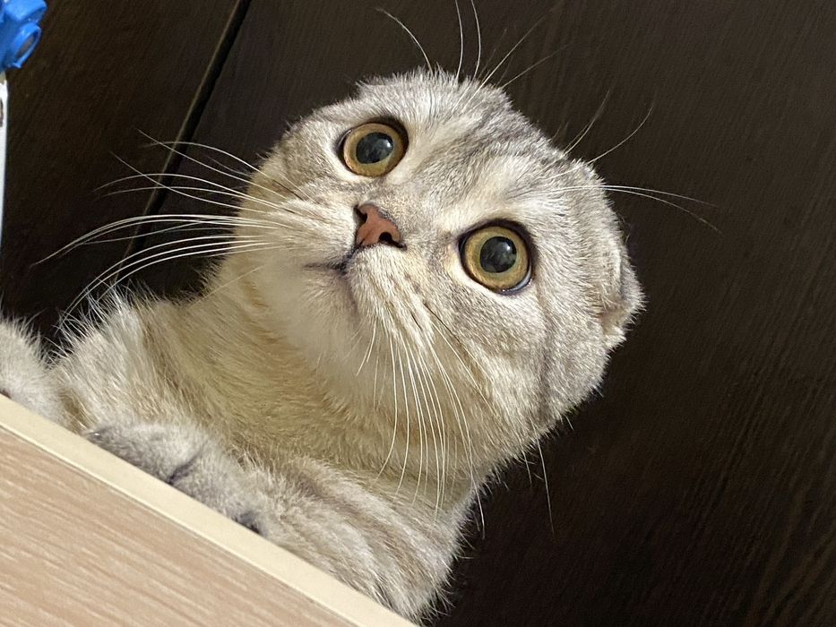 Вязка [сотилмайди] Шотландский вислоухий кот для разумножение