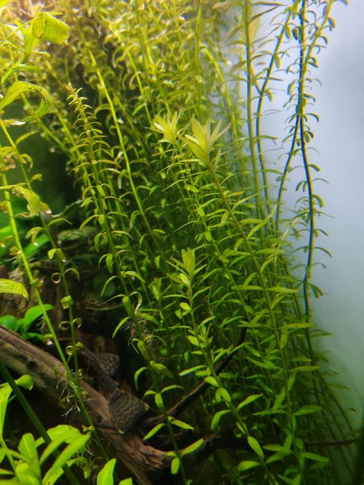 Растения за аквариум и скариди, охлюви хелена