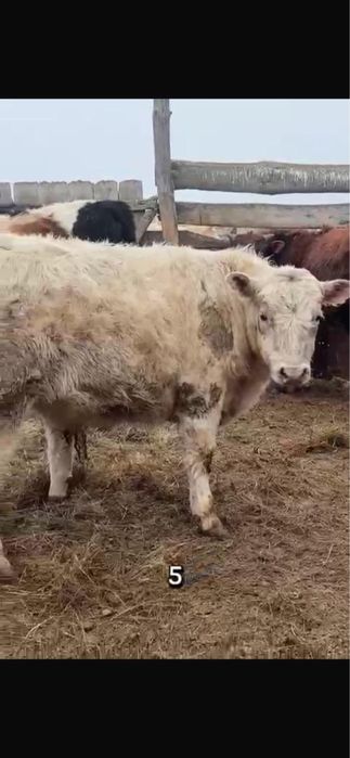 Продам 11бычков с откорма