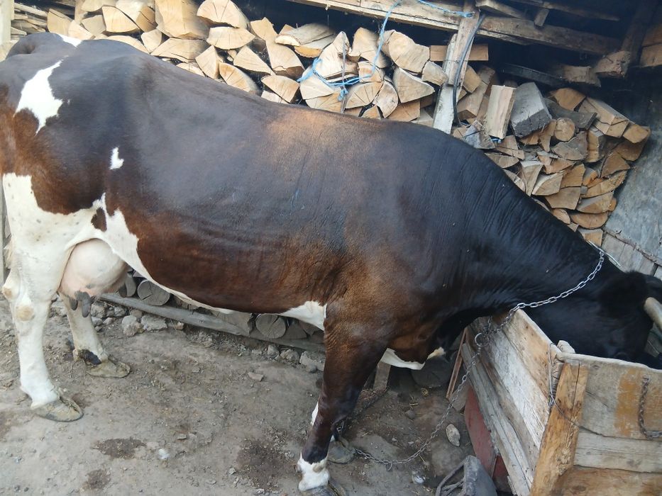 Vaca de vanzare!