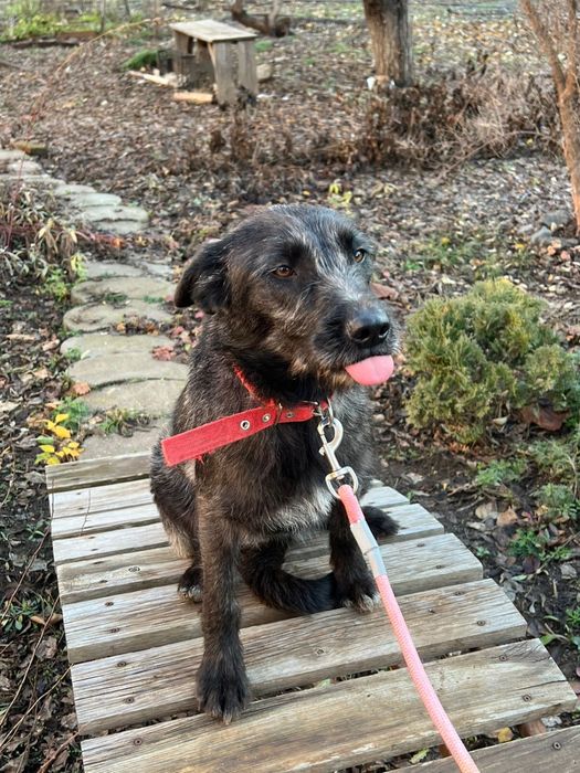 Отдам собаку в добрые руки