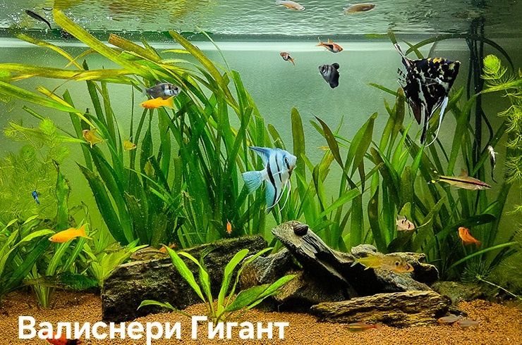 Растения без Co2