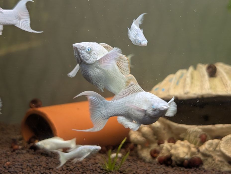 Моллинезия велифера платина