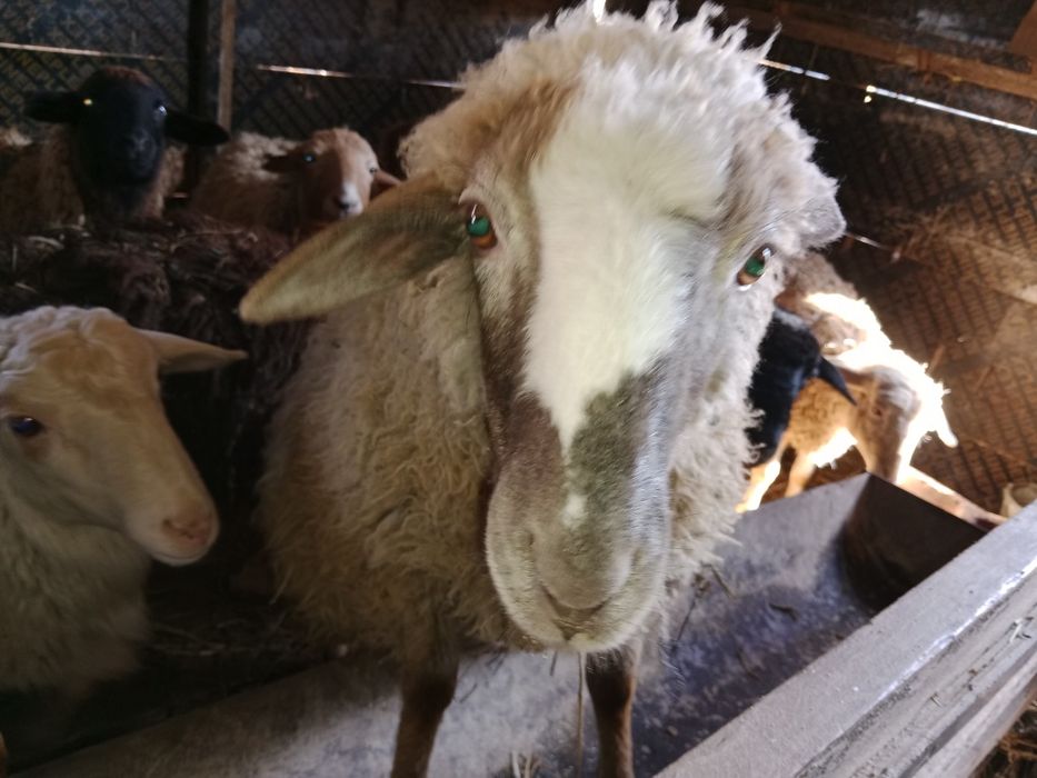 Срочно срочно продам