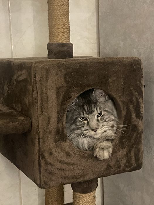 Вязка кот Мейн Кун