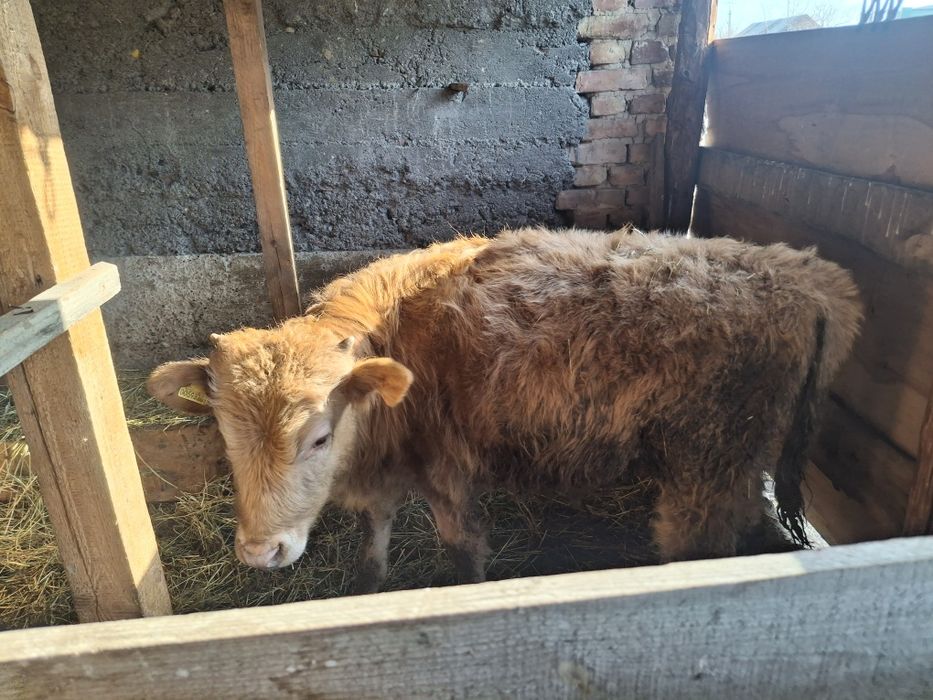 Бычки по 5 месяцев домашние