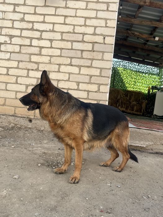 Щенки немецкий овчарки