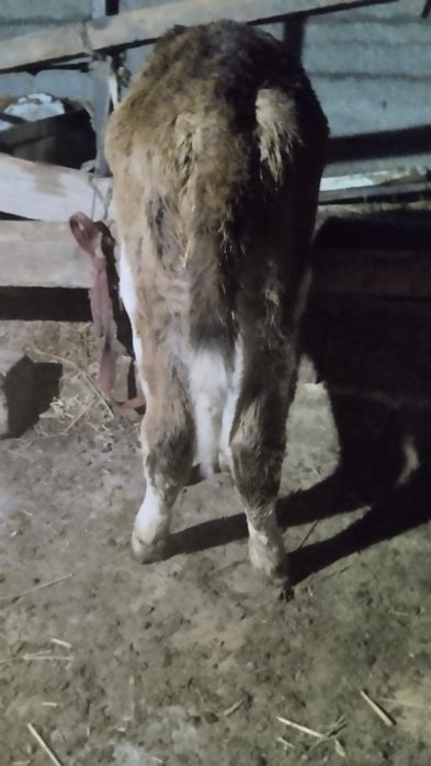 Ona bola sigir bolasi buqacha