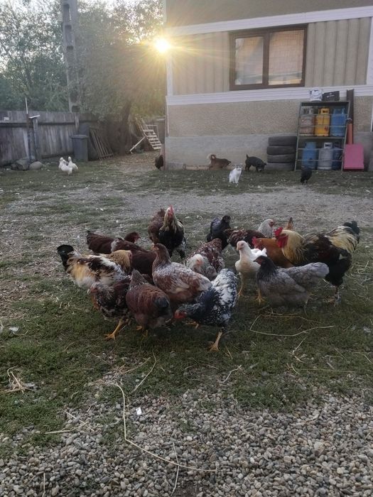 Pui de casă de vanzare