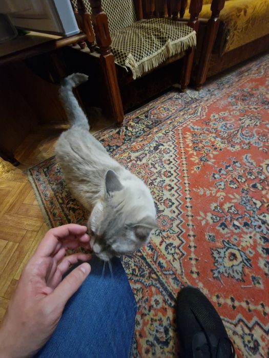 Отдам кота в добрые руки