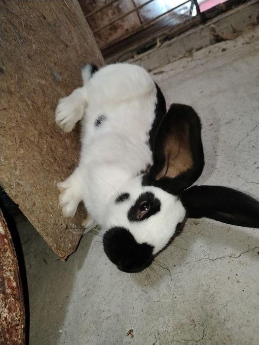 Mascul sí femela fluture german