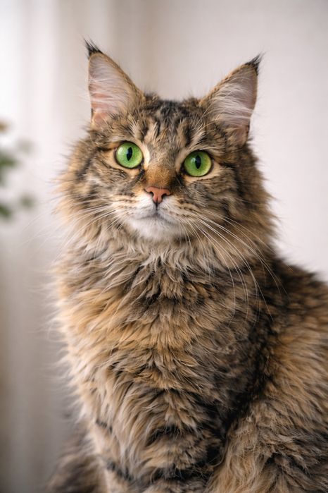 Ищу семью для кошки РЫСИ