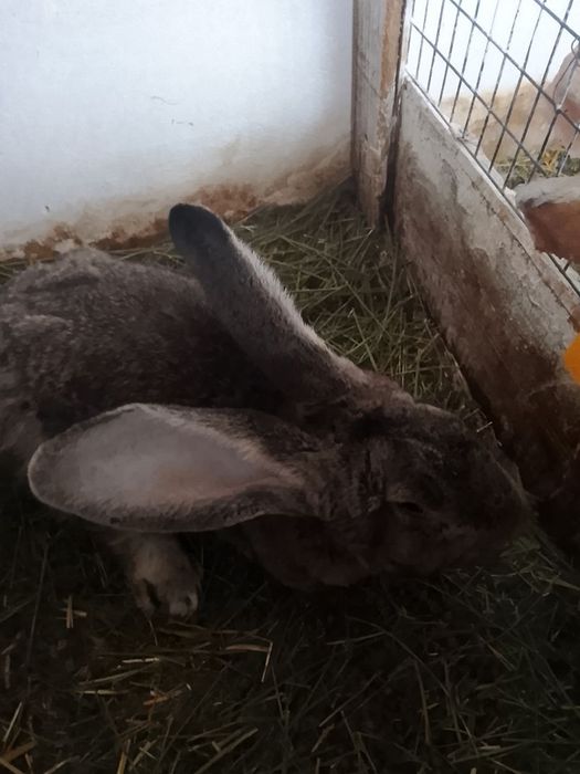 Кролики породы Фландр