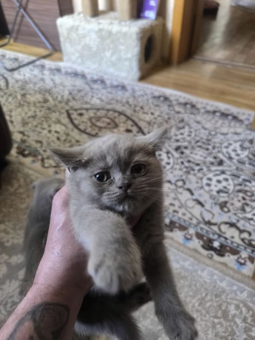 Продам шотланских котят
