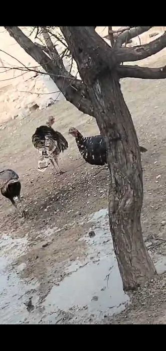 Үндіктер сатылады