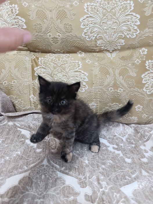 Котята отдам в добрые руки