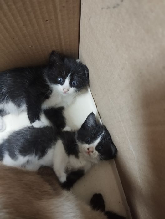 Отдам котят в добрые руки. Бесплатно