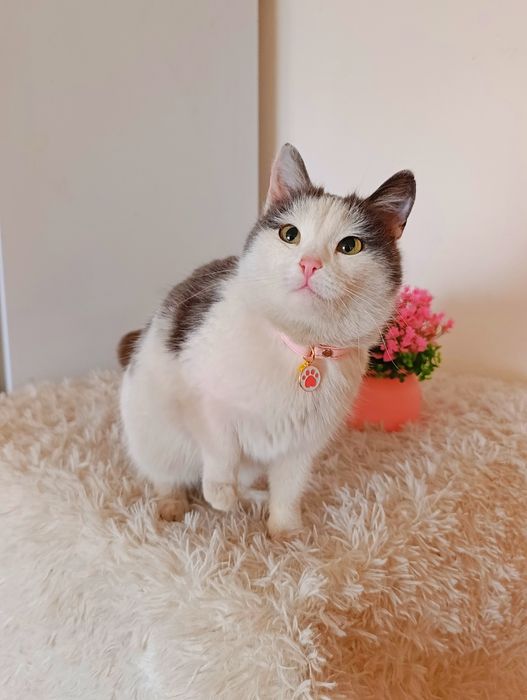 Кошка котенок в добрые руки