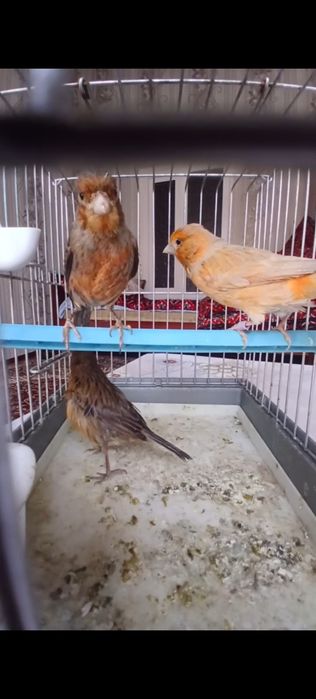 Тайор канарейка модалар 200 мингдан