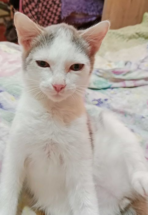 Отдам котенка девочка