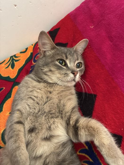 Пародистая кошка