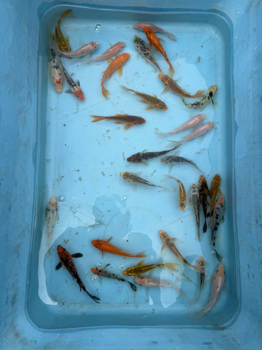 Crap koi standard si butterfly