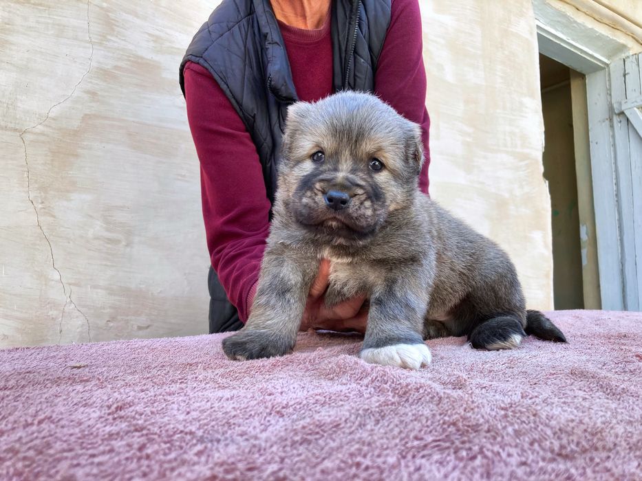 Щенок Кафказского Алабая ( чистокровный