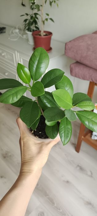Фикусы мокламе, твилайт
