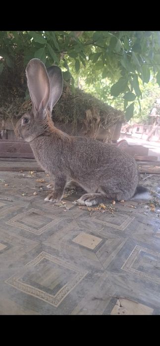Vand pasari de rasa si iepuri ugg