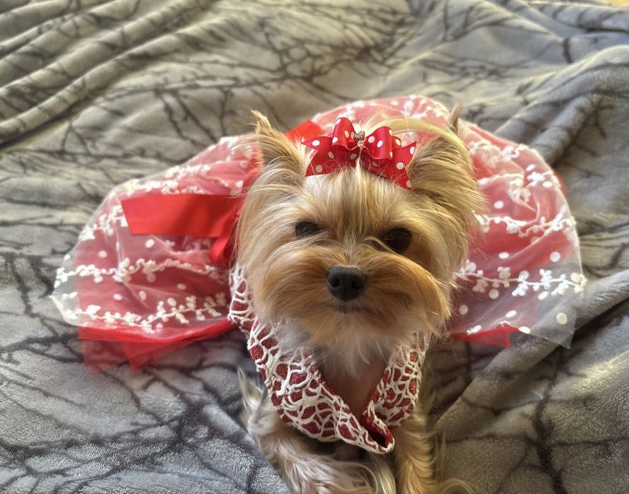 Рокля за кученце размер М дрешка