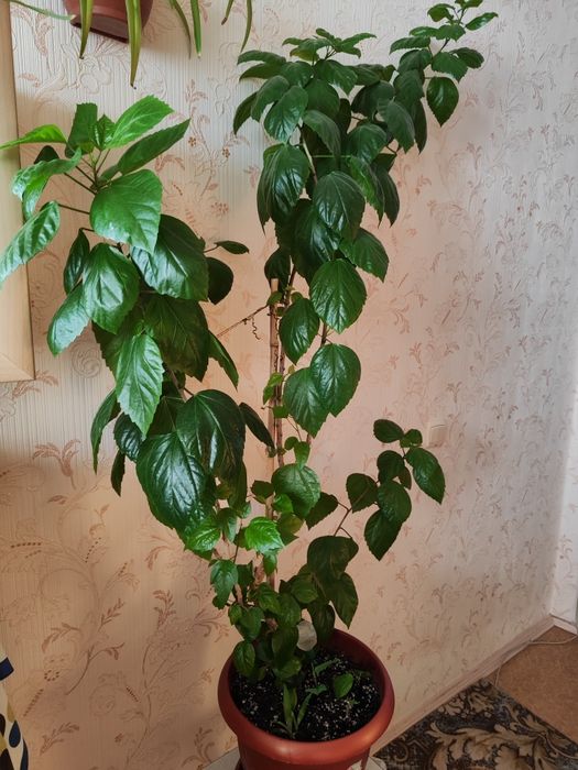 Гибискус комнатный.