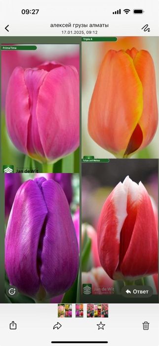 Тюльпаны к 8 марта пред заказ