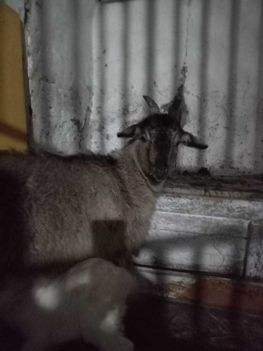 Продам Козу с козлёнком