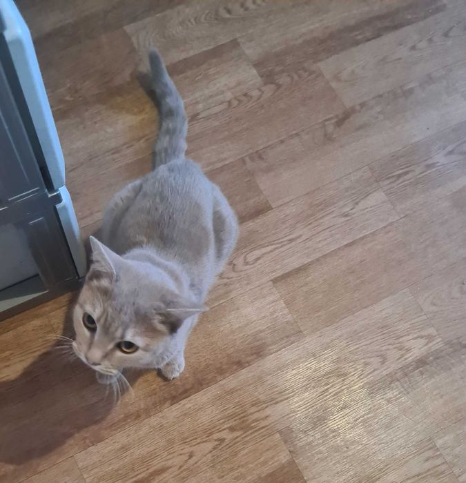 Молодая кошечка в добрые руки