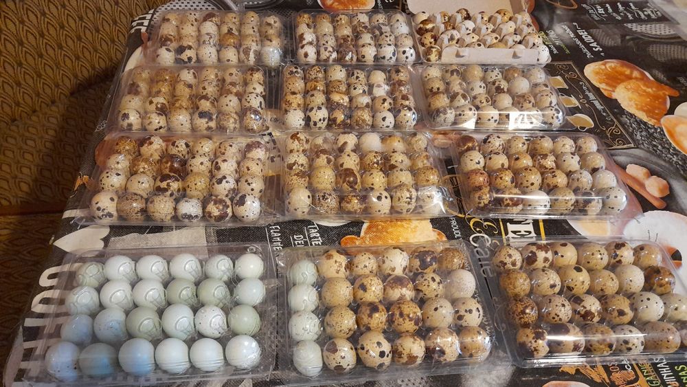 Oua prepeliță incubat Polara Giganta,Jumbo Gold,jumbo lavandă și Cel