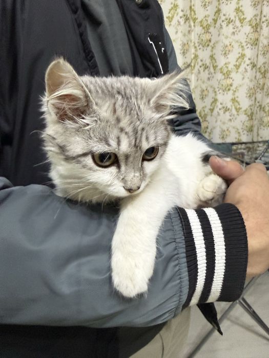 Ищу старых или новых хозяев