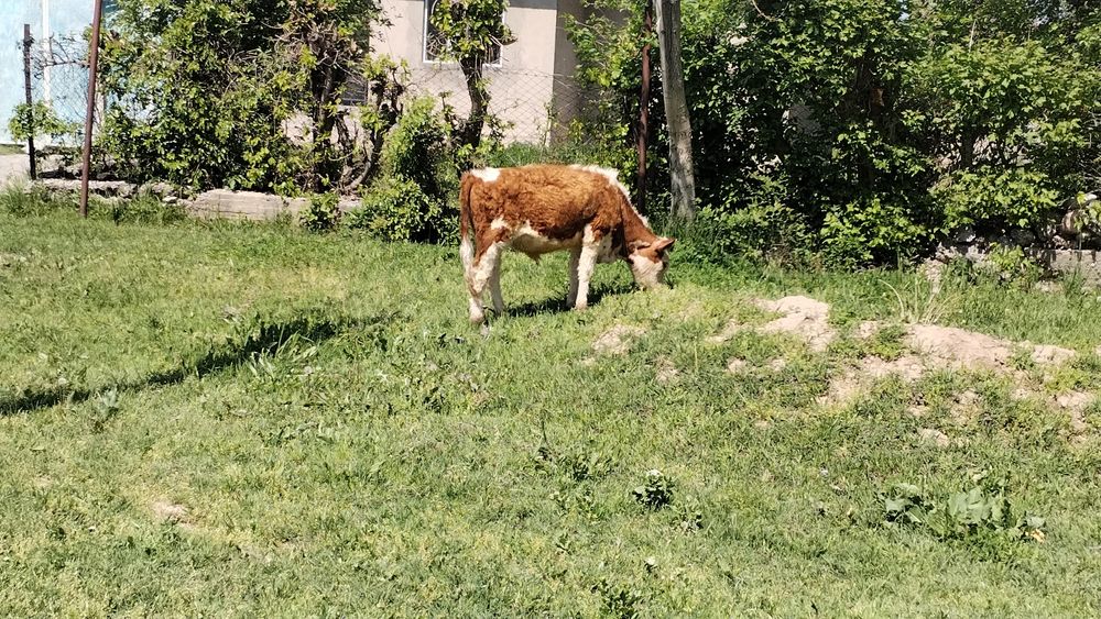 Таза симентал бұқа