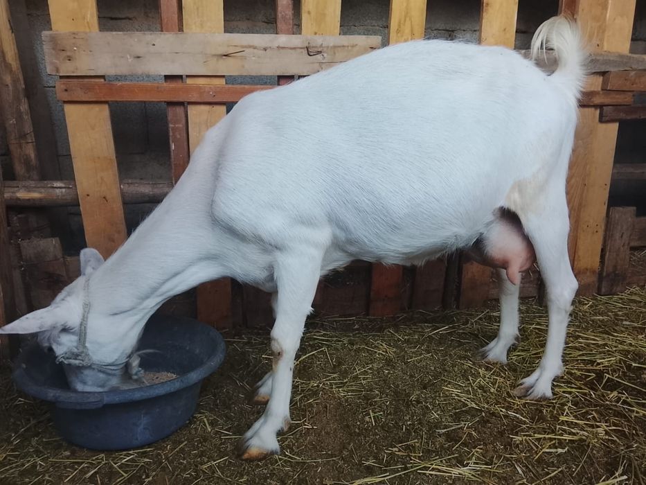 Продам дойную козу