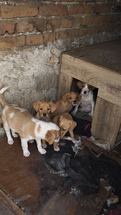 Подарявам кученца майка британшпньол баща неизвестен