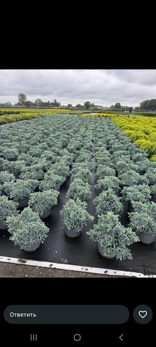 Туи ели гортензии яблони газон