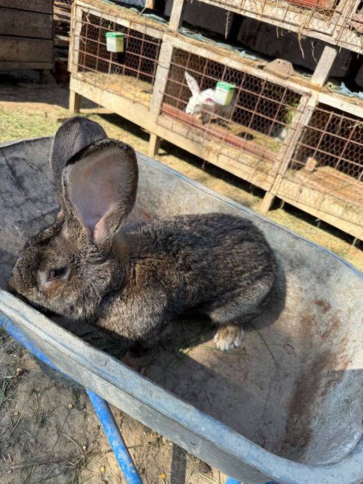 Iepuri uriași german