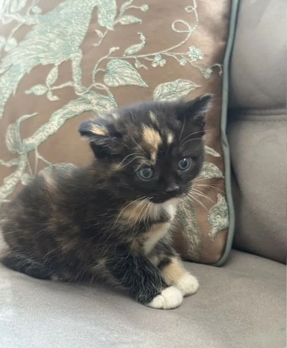 В красивых окрасах девочки, 1.5 мес