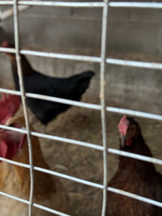 Куры- несушки домашние