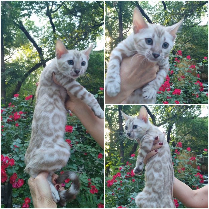 Бенгальсикие котята: леопард, который мурчит