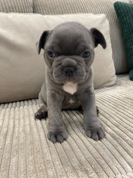 Френски булдог - френски булдочета