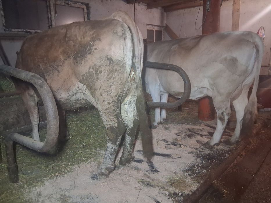Vacă  balțată rominească